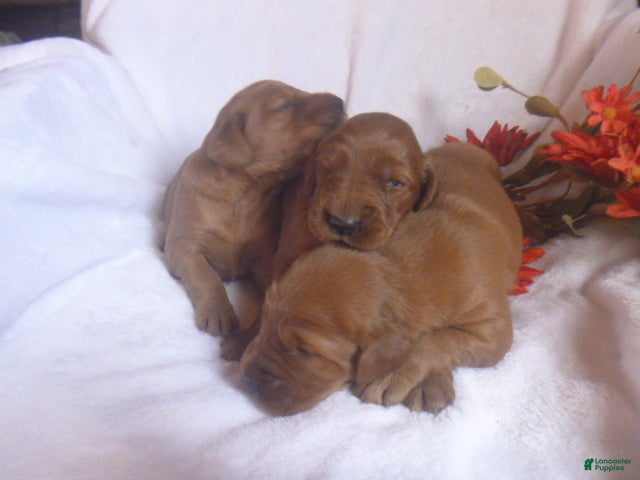 Mixed Breed dogs Remi - Ad 2