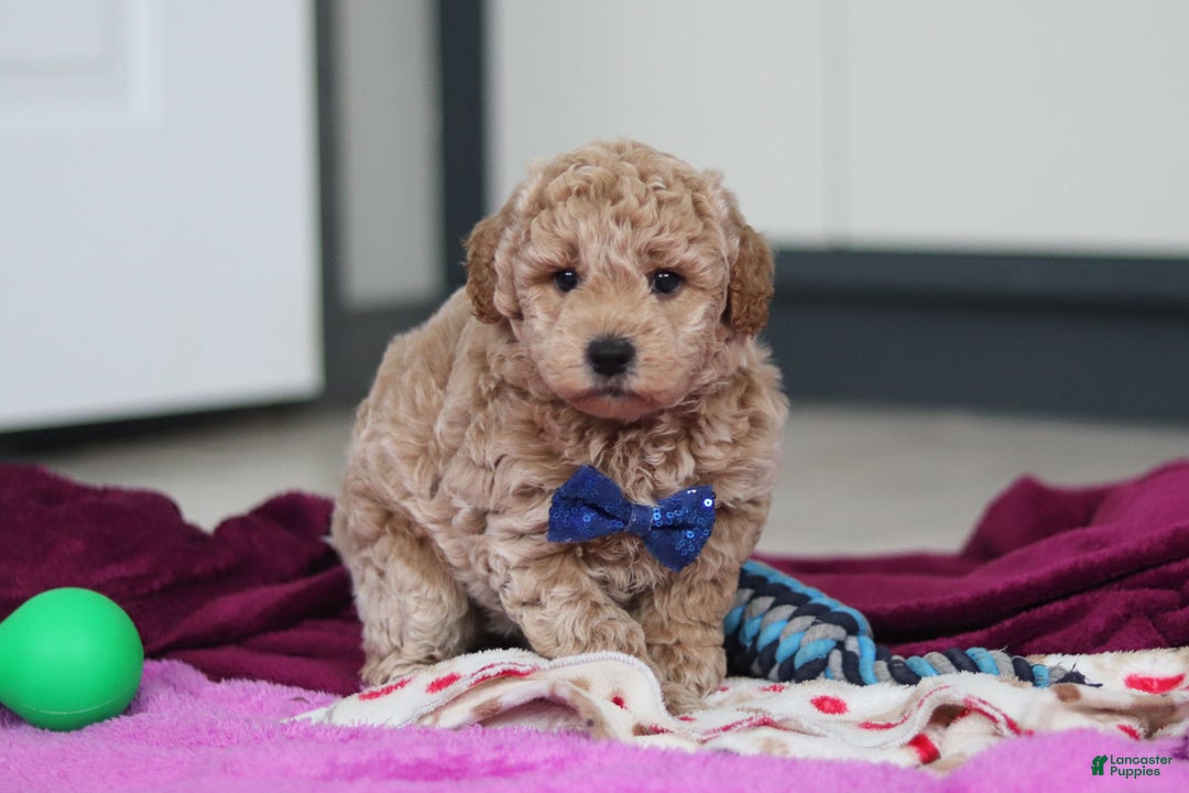 Mini Goldendoodle dogs for sale: Howie - Ad 2