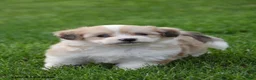 Corgipoo dogs for sale: Simba - Ad 1