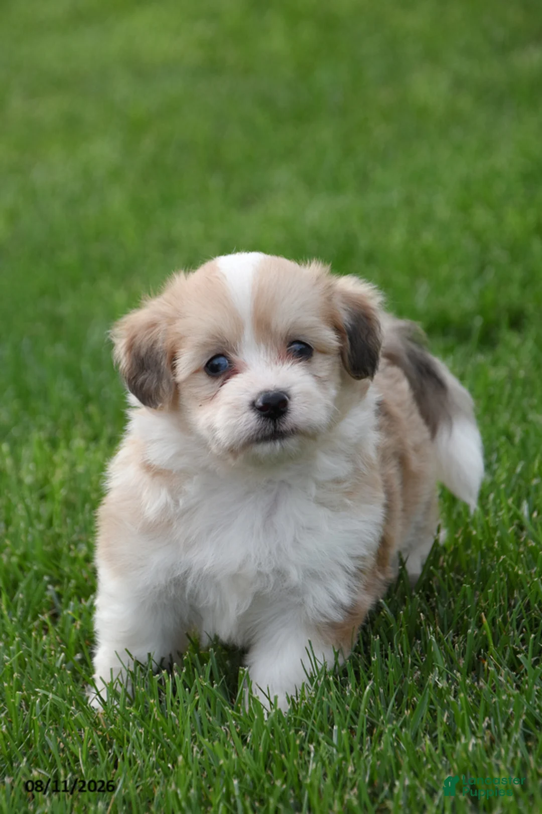 Corgipoo dogs for sale: Simba - Ad 1