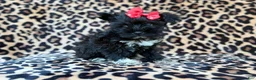 Miniature Schnauzer dogs for sale: Zelda - Ad 2