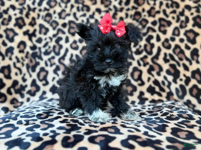 Miniature Schnauzer dogs Zelda - Ad 2