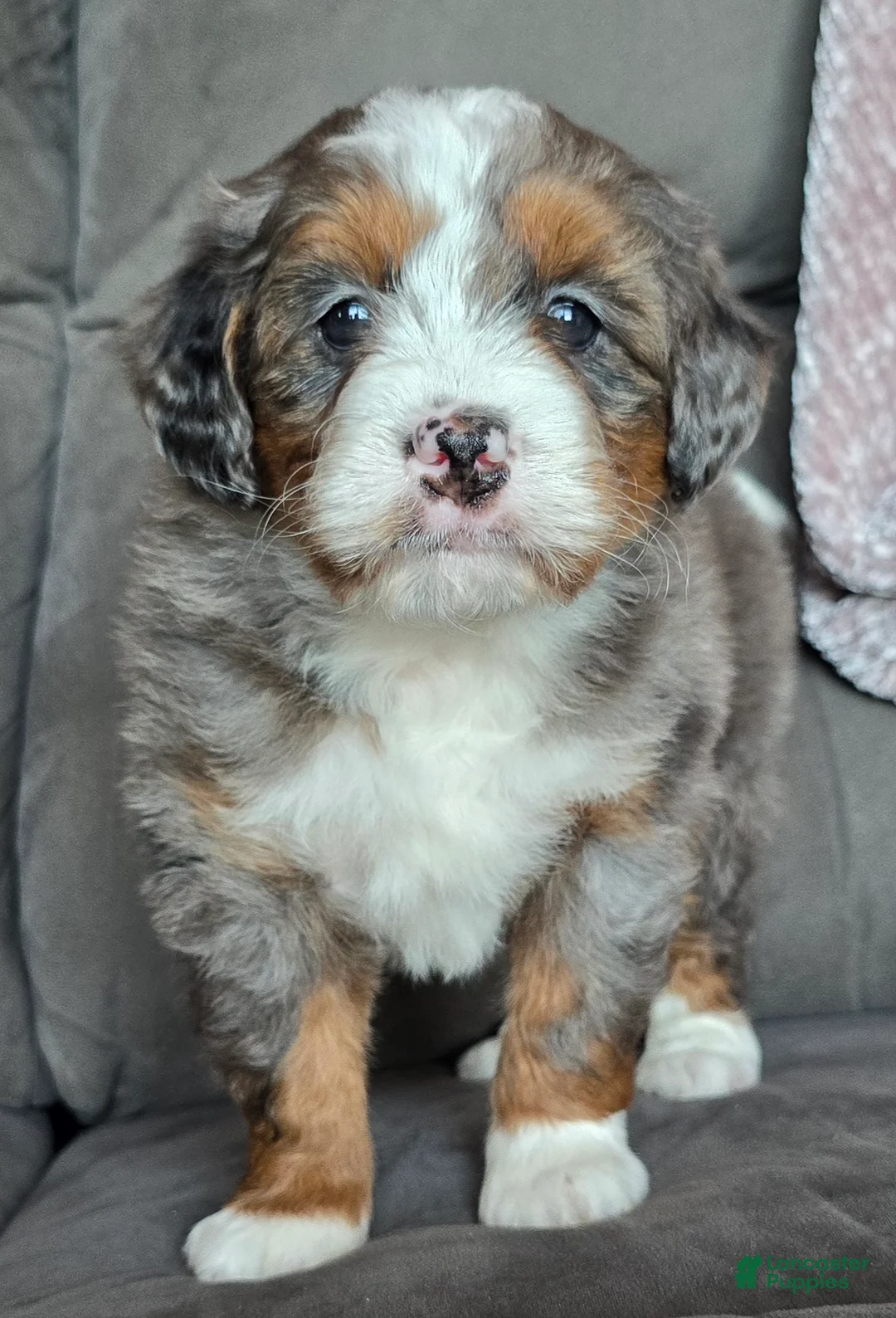 Mini Bernedoodle dogs for sale: Mini Sophie - Ad 10