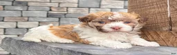 Havanese dogs for sale: Logan - Ad 6