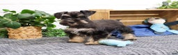 Miniature Schnauzer dogs for sale: Pablo - Ad 5