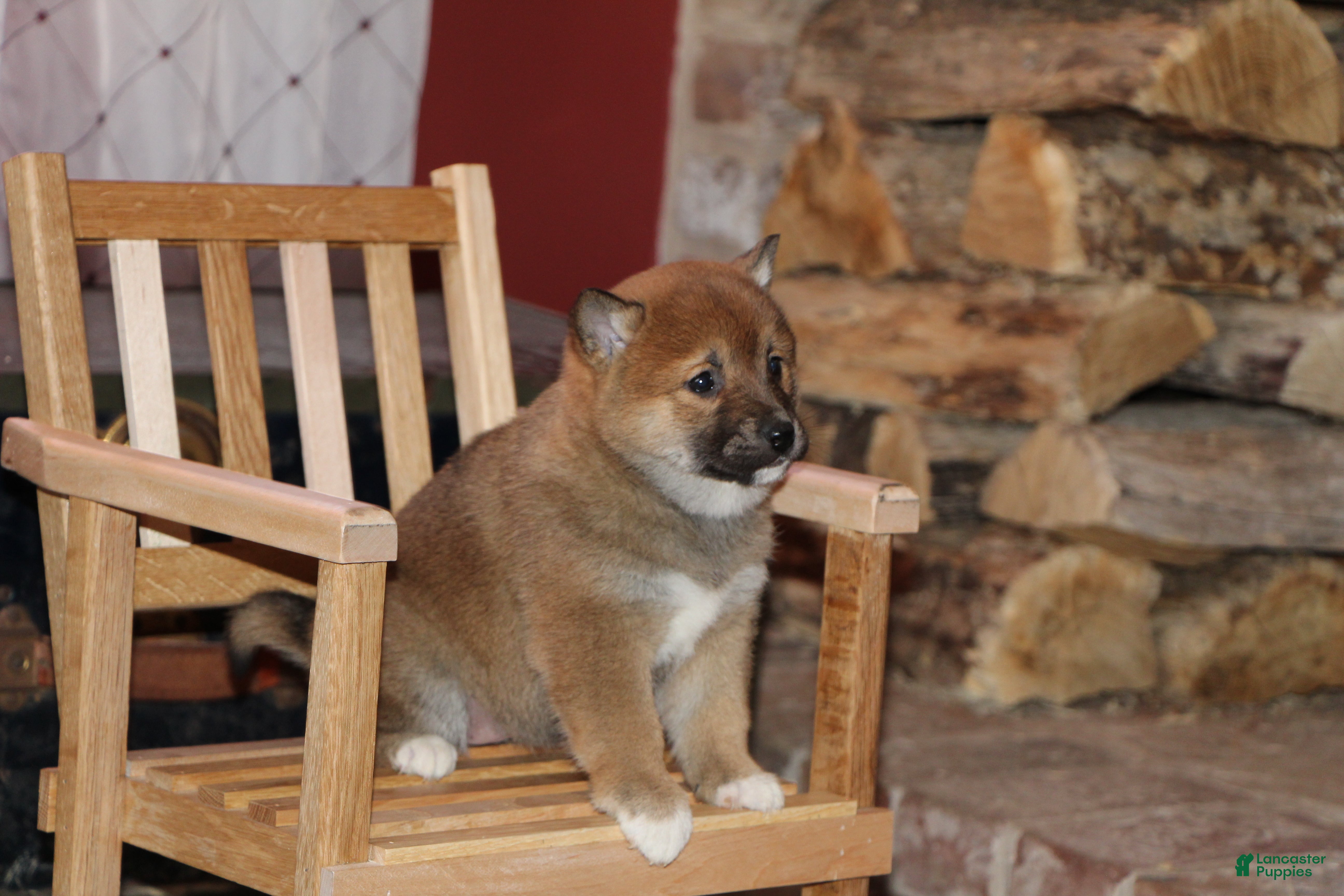Shiba Inu dogs for sale: Shiba Inu Puppy 4 - Ad 4
