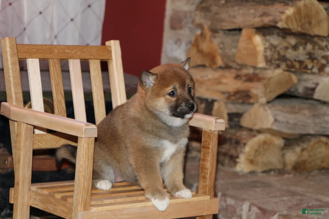 Shiba Inu dogs for sale: Shiba Inu Puppy 4 - Ad 1