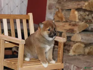 Shiba Inu dogs for sale: Shiba Inu Puppy 4 - Ad 4
