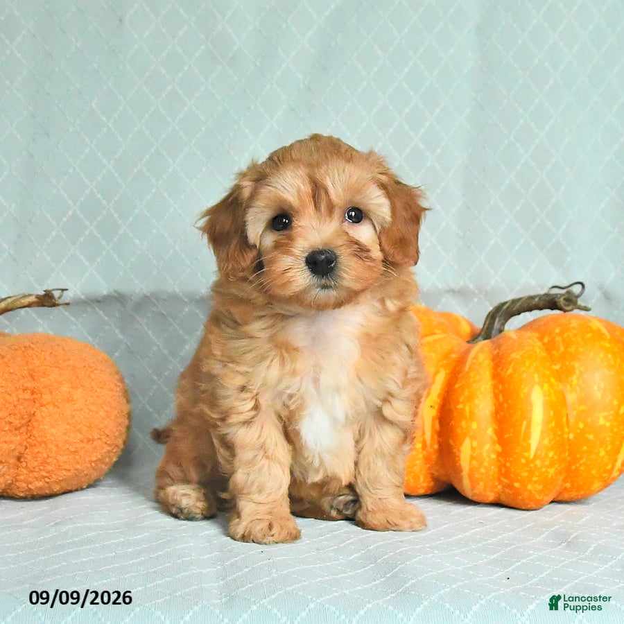 Maltipoo dogs Tessa - Ad 1