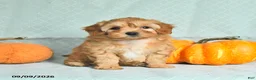 Maltipoo dogs for sale: Tessa - Ad 1