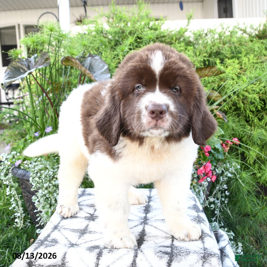 Newfoundland dogs Moraine - Ad 2