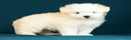 Maltese dogs for sale: Lily - Ad 5