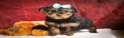 Yorkshire Terrier dogs for sale: DEXTER - Ad 17