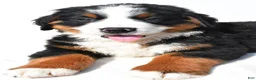 Bernese Mountain Dog dogs for sale: Bear - Ad 6