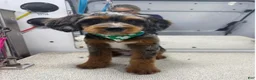 Mixed Breed dogs for sale: Mixed Breed 1 - Ad 4