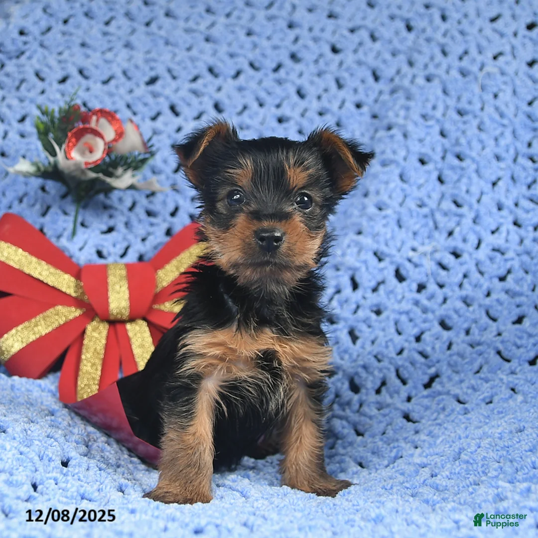Yorkshire Terrier dogs for sale: Clara  - Ad 1