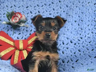 Yorkshire Terrier dogs Clara - Ad 37