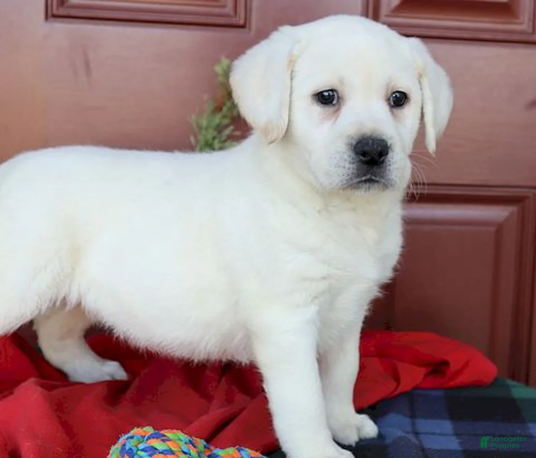Labrador Retriever dogs for sale: Kinsley - Champ line - Ad 8