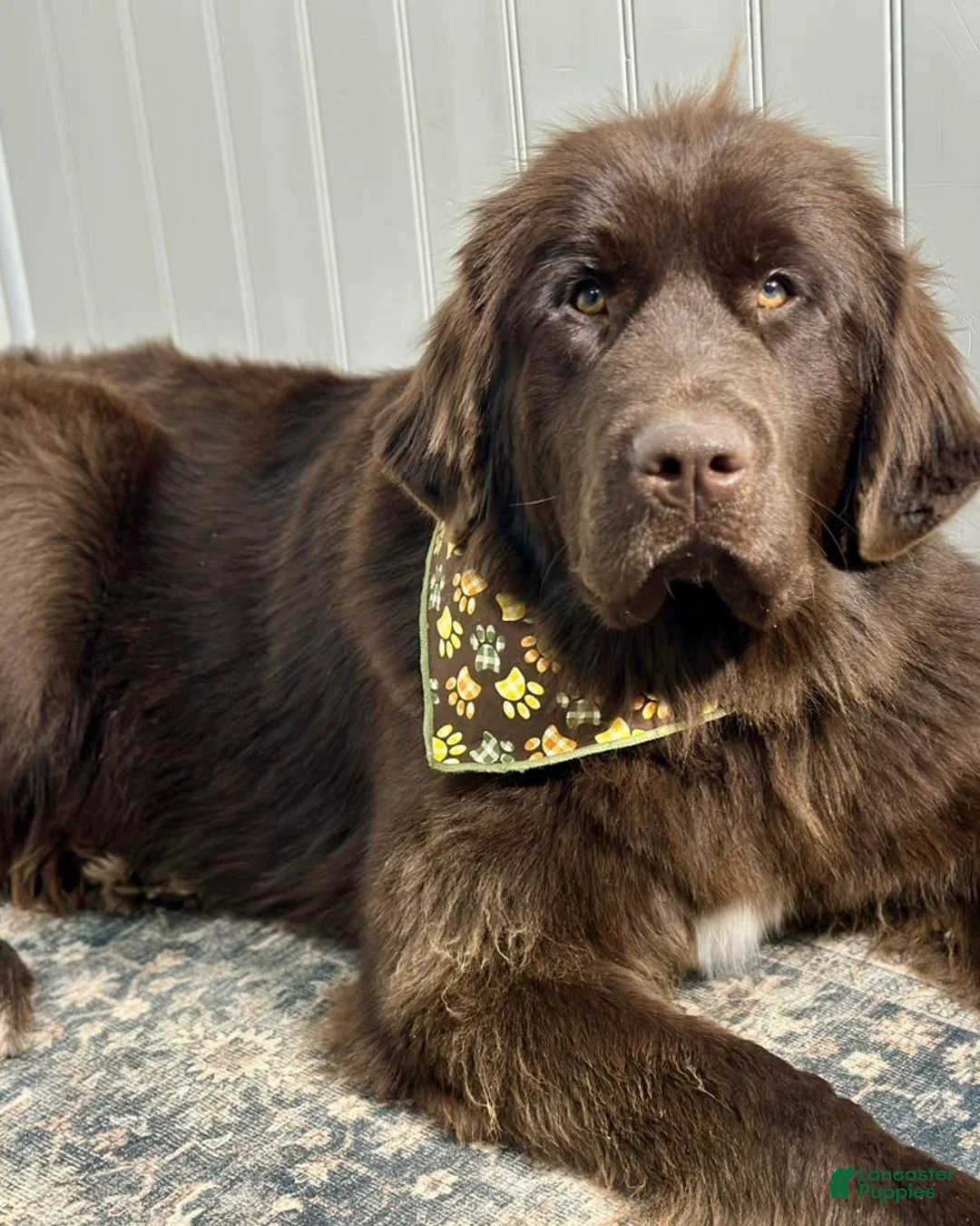 Newfoundland dogs for sale: Lavender - Ad 4