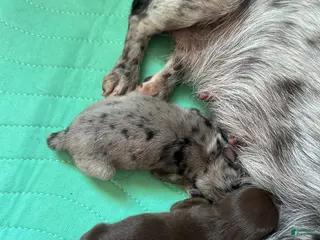 Chihuahua dogs Chihuahua Puppy 2 - Ad 32