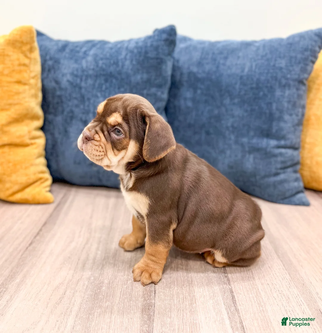 Beabull dogs for sale: Penny - Ad 4