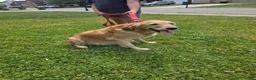 Golden Retriever dogs for sale: Baby girl dark pink. - Ad 5