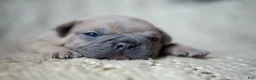 French Bulldog dogs for sale: Penny AKC - Ad 7