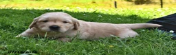 Golden Retriever dogs for sale: Zonnie - Ad 4