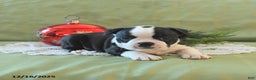 Boston Terrier dogs for sale: Jingles - Ad 13