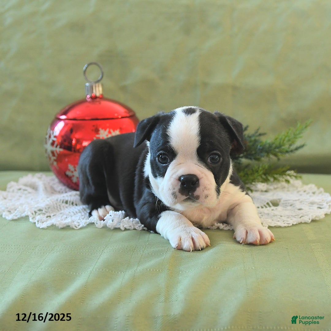 Boston Terrier dogs for sale: Jingles - Ad 13