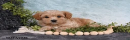 Havapoo dogs for sale: Twinkle - Ad 5