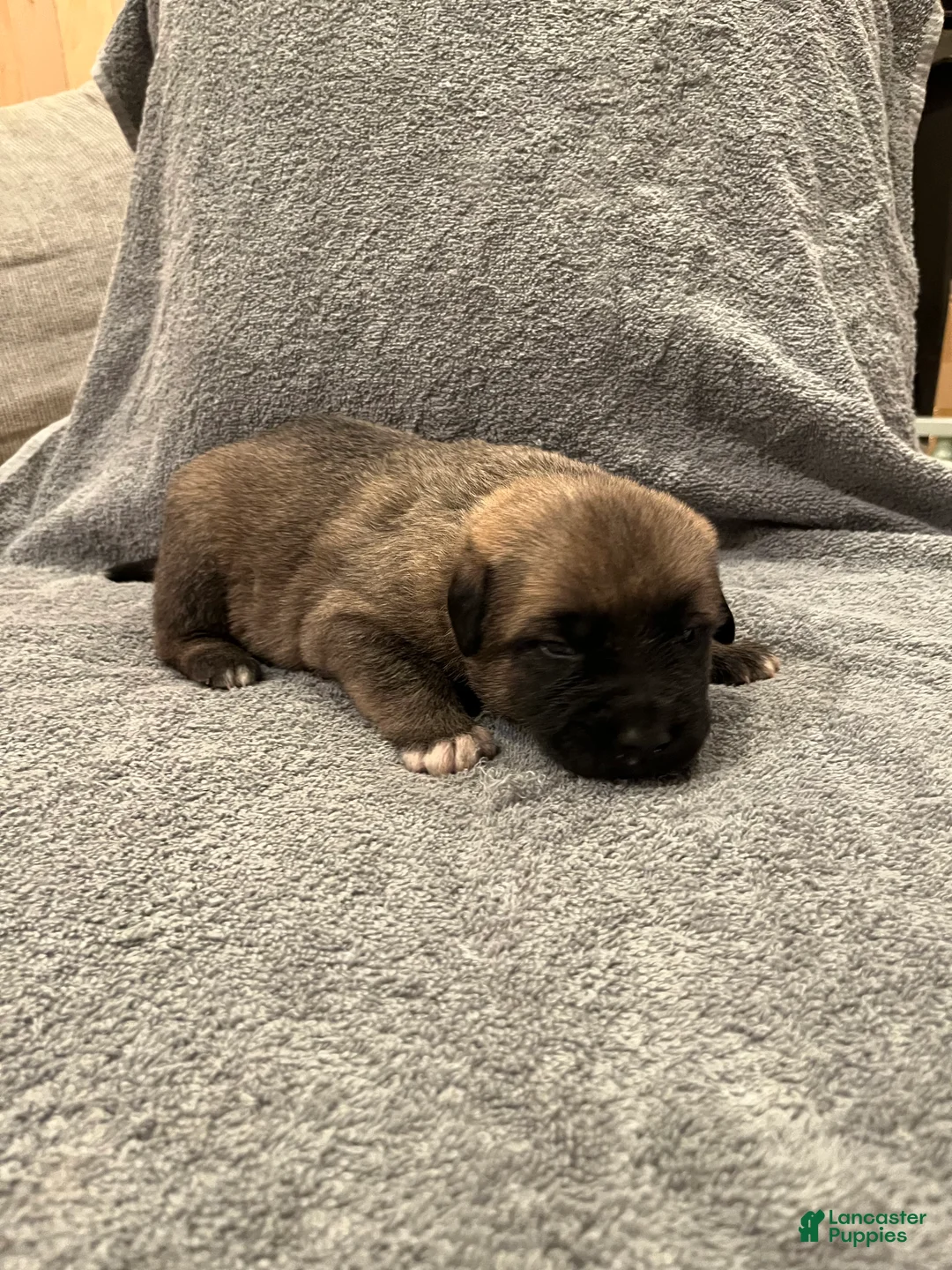 Mixed Breed dogs for sale: Boy- Red - Ad 1