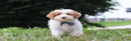 Yorkiepoo dogs for sale: Oreo - Ad 6