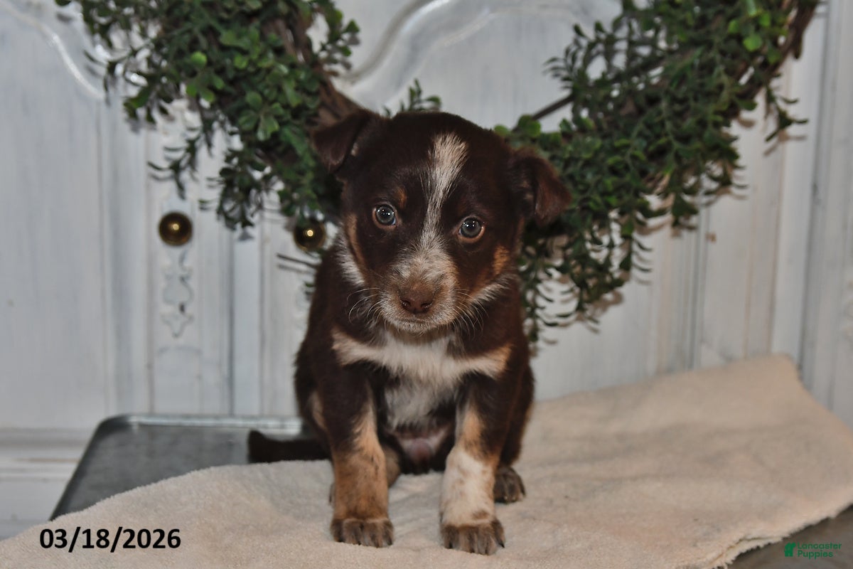 Mixed Breed dogs Zoe - Ad 2