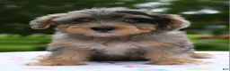 Yorkiepoo dogs for sale: Sapphire blue eyes  - Ad 10