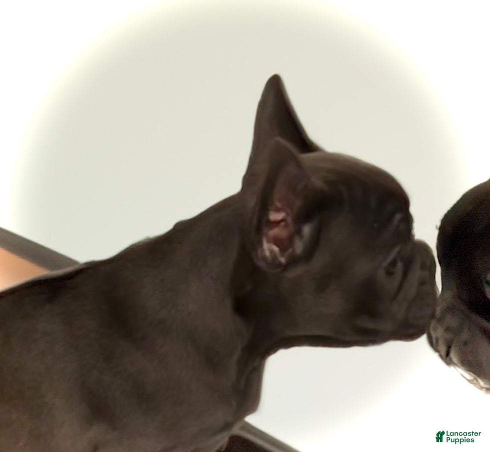French Bulldog dogs  Neptune - Ad 2