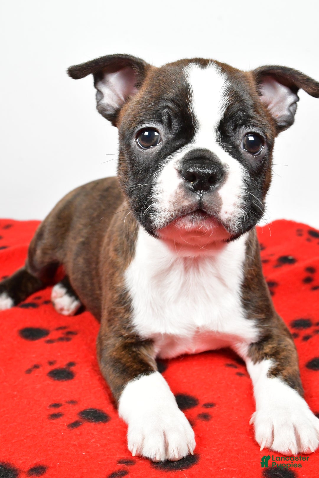 Boston Terrier dogs for sale: Rover - Ad 8