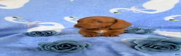 Miniature Dachshund dogs for sale: Miniature Dachshund 2- Red - Ad 3