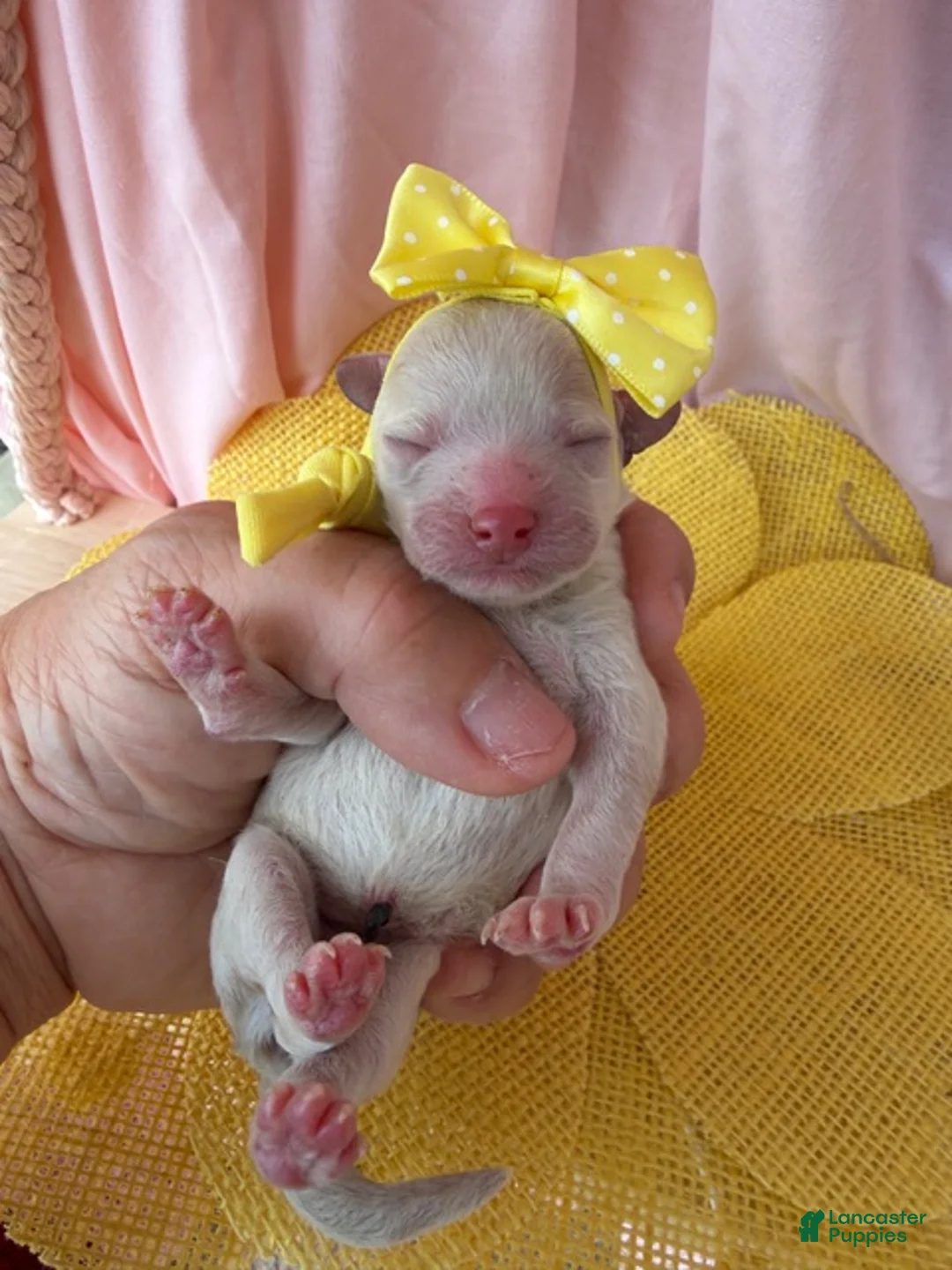 Toy Poodle dogs for sale: Thumbelina  - Ad 1