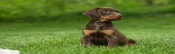 Doberman Pinscher dogs for sale:  Delilah (Red Rust)🐶 - Ad 4