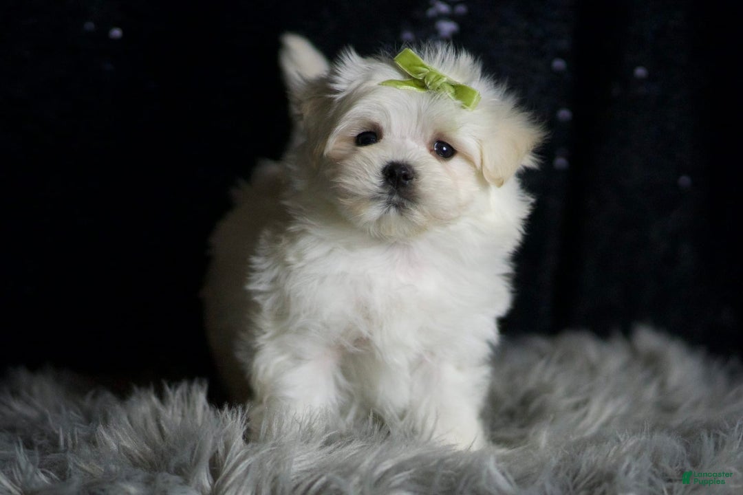 Maltese dogs for sale: Mr. Snow - Ad 4