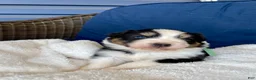 Australian Shepherd dogs for sale: Australian Shepherd- Buddy - Ad 8
