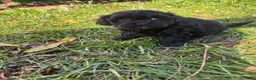Shihpoo dogs for sale: Poo- bear - Ad 4