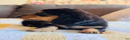 Miniature Dachshund dogs for sale: AKC Longhair Black & Tan Mini Dachshund Girl - Ad 5