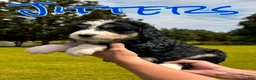 Bernedoodle dogs for sale: Jitters - Ad 1