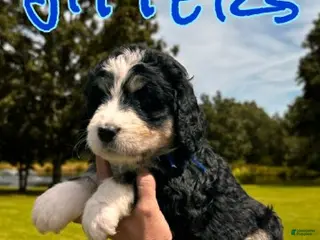 Bernedoodle dogs Jitters - Ad 37