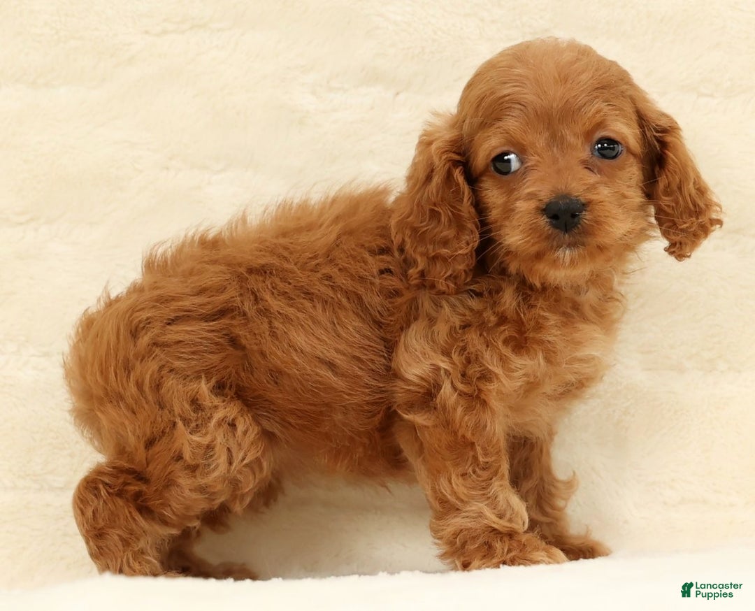 Cockapoo dogs for sale: Cassidy - Ad 7