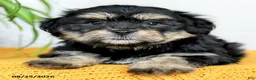 Teddy Bear dogs for sale: Hunter - Ad 4