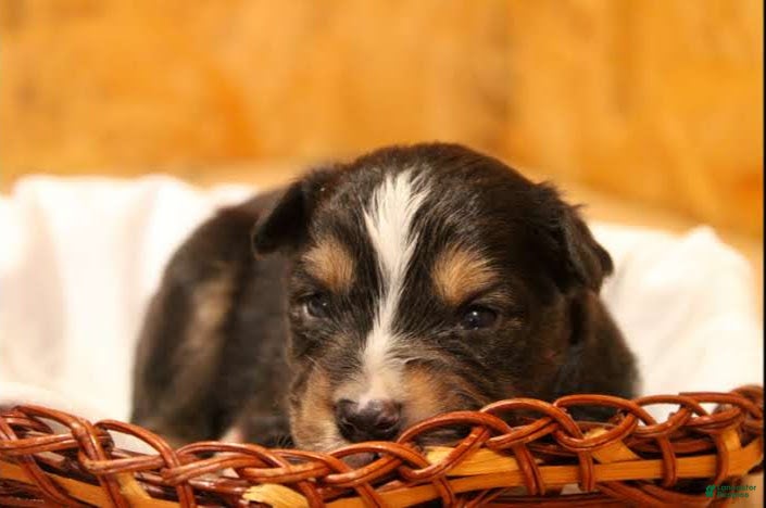 Miniature Australian Shepherd dogs Gunner - Ad 1