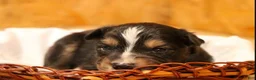 Miniature Australian Shepherd dogs for sale: Gunner - Ad 1